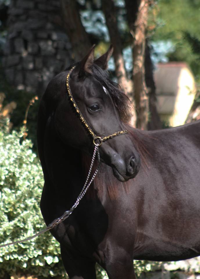 Beautiful Tall Black homozygous purebred arabian  mare 