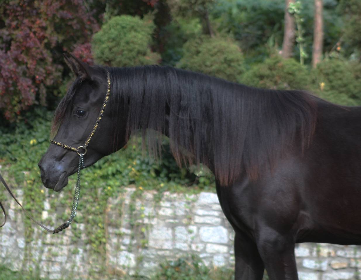 Beautiful Tall Black homozygous purebred arabian  mare 