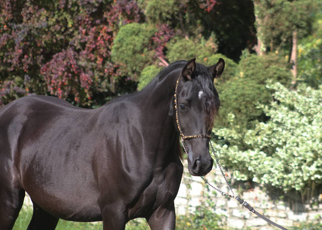 Beautiful Tall Black homozygous purebred arabian  mare 