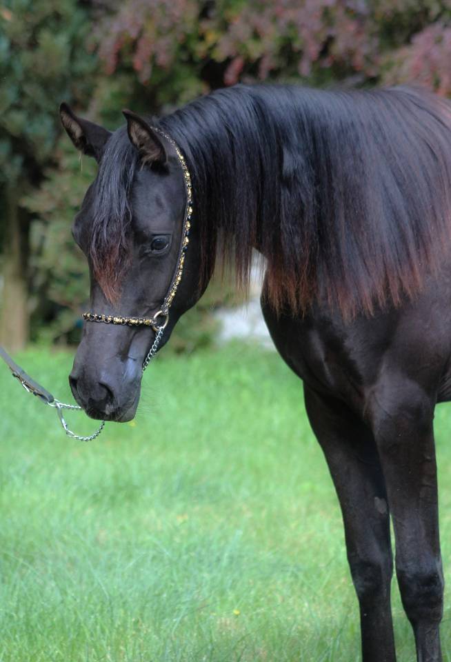 Tall Black homozygous purebred arabian  mare 