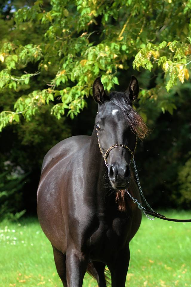Tall Black homozygous purebred arabian  mare 