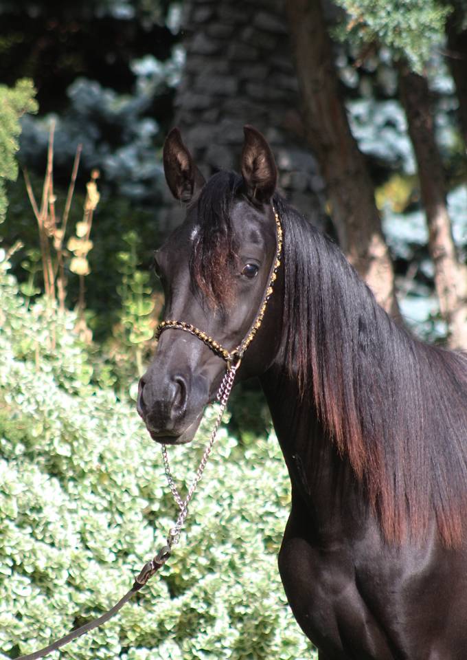 Tall Black homozygous purebred arabian  mare 