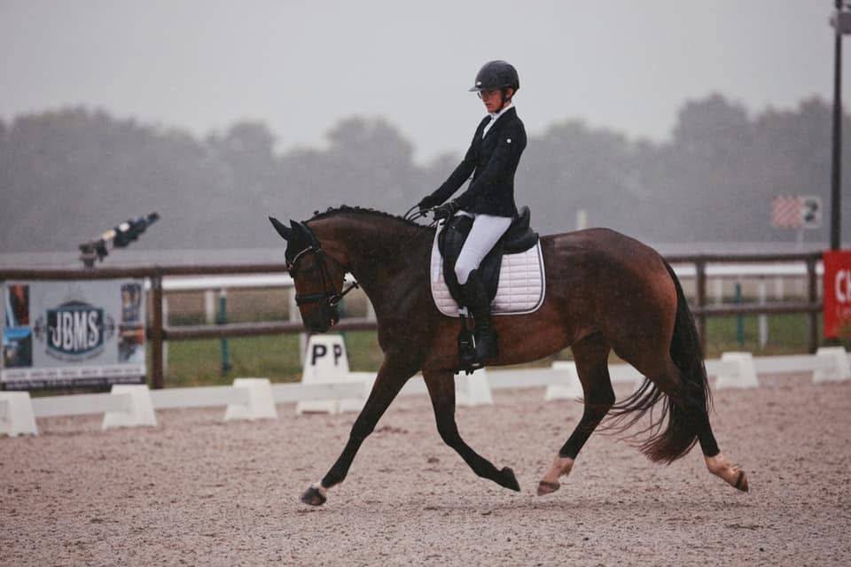 JUMENT DRESSAGE HANOVRIENNE 9 ANS