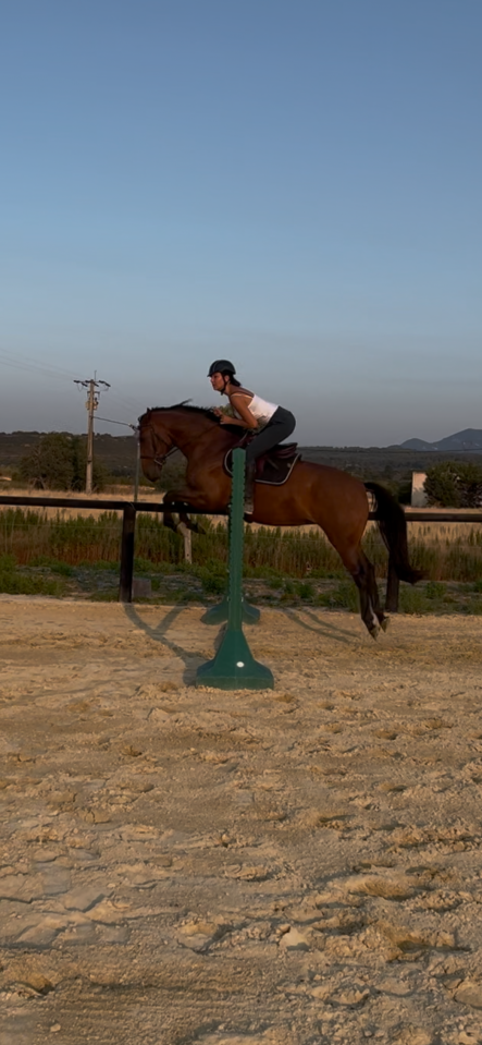 Jument de 4 ans pp oldenbourg d’1m60.