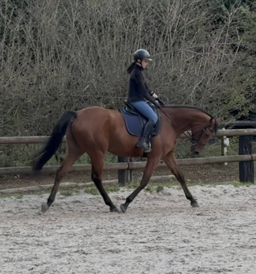 Jument polyvalente 2021 