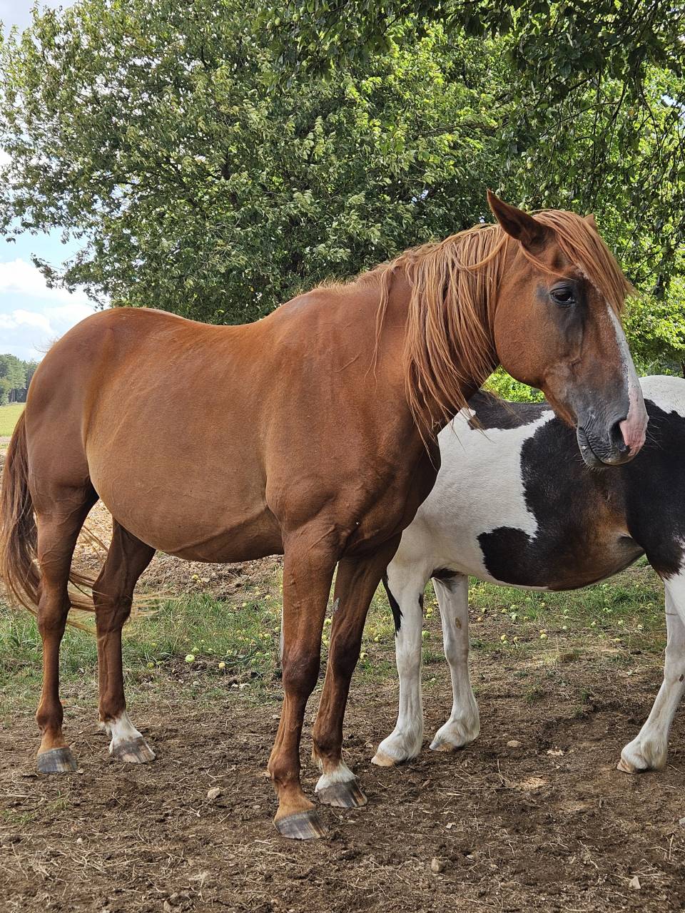 Trotteur francais 19 ans