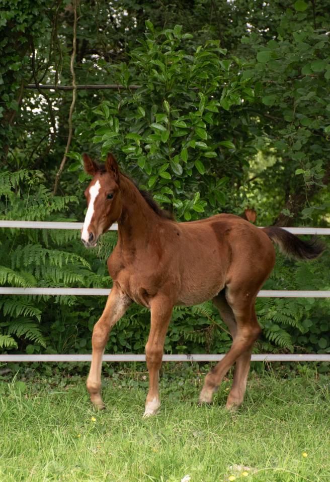Poulain mâle Selle Français