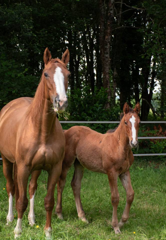 Poulain mâle Selle Français
