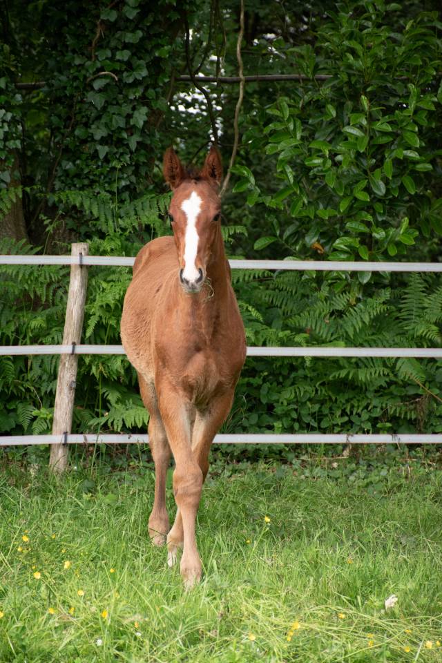 Poulain mâle Selle Français