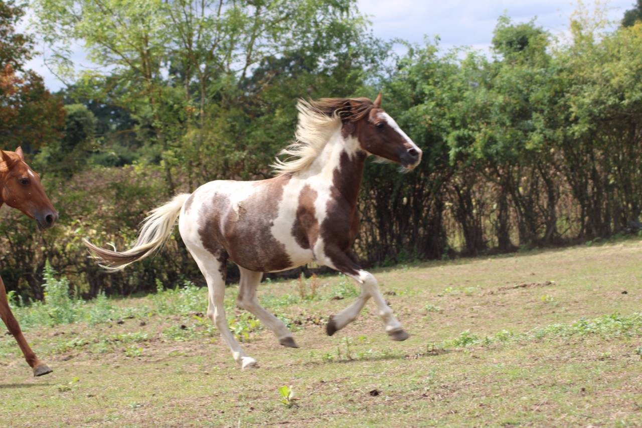 Poney B type welsh 