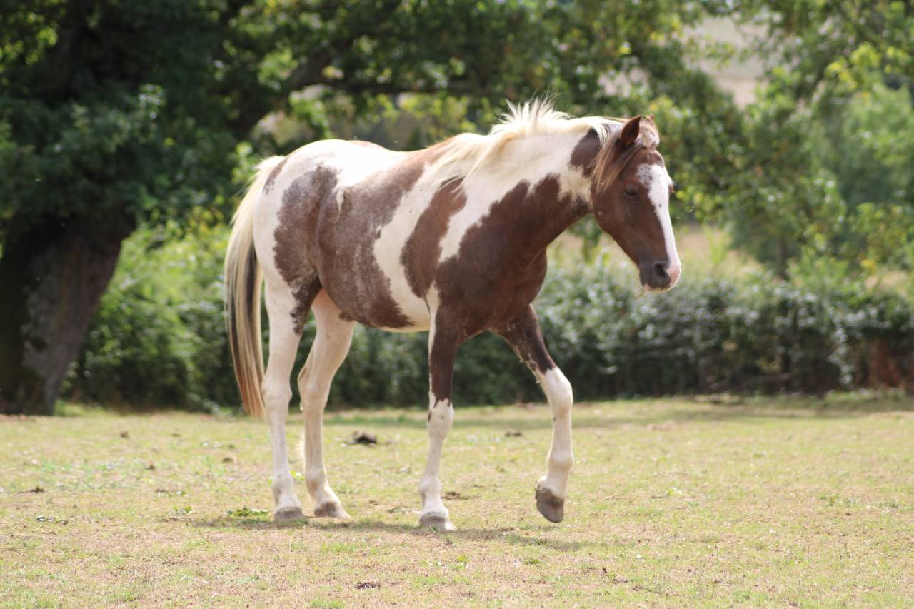 Poney B type welsh 
