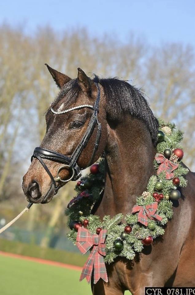 Recherche demie pensionnaire dressage 