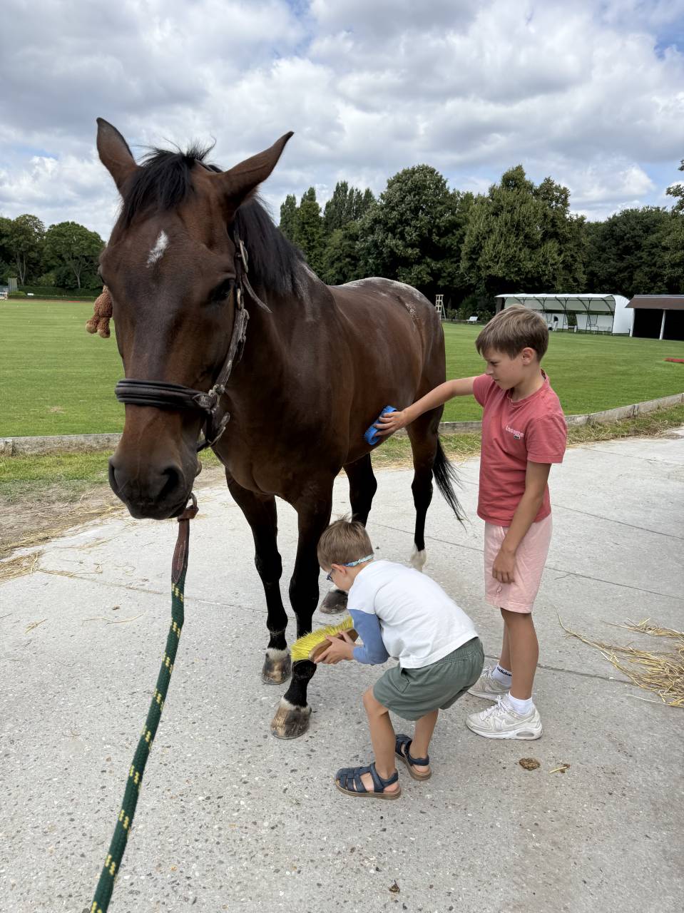 Recherche demie pensionnaire dressage 