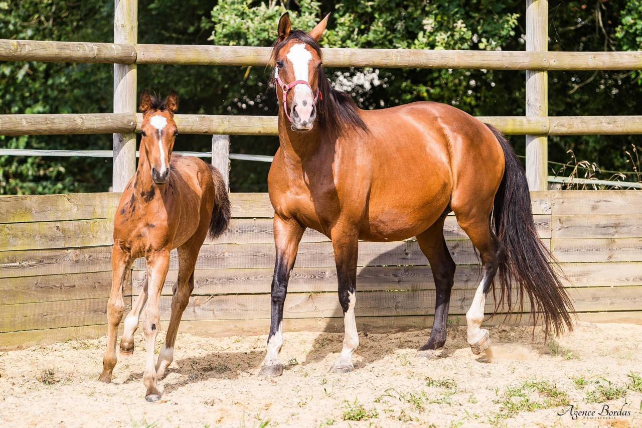 Jument par Kalaska de semilly