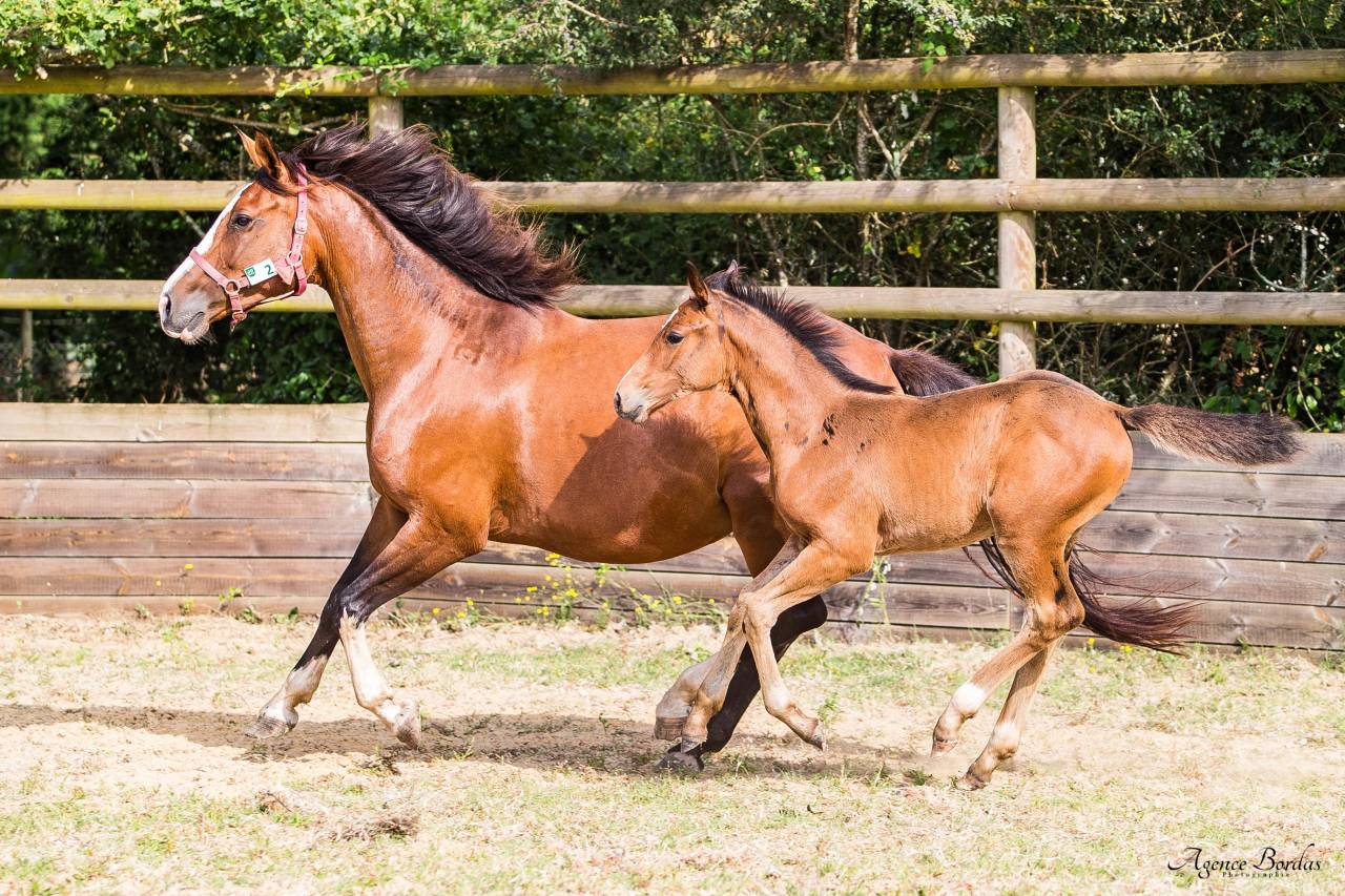 Jument par Kalaska de semilly