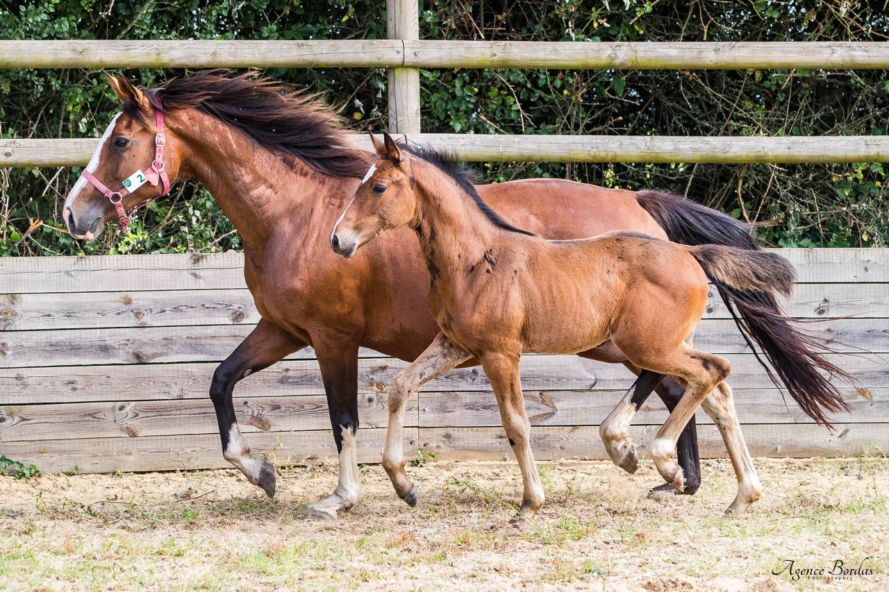 Jument par Kalaska de semilly