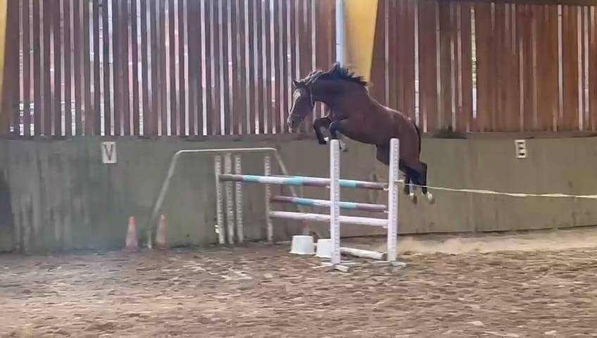 Hongre SF 3 ans Cooper vd Heffinck x Quick Star 