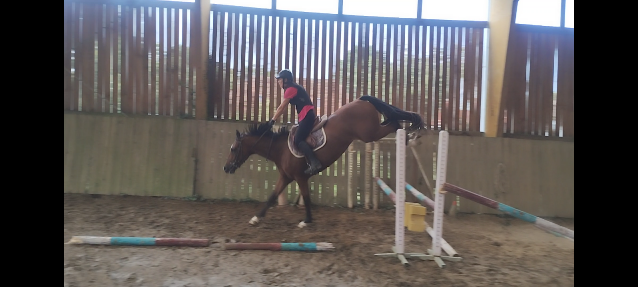 Hongre SF 3 ans Cooper vd Heffinck x Quick Star 