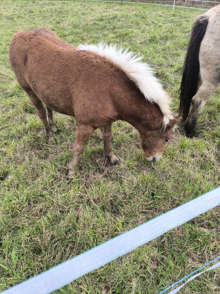 Pouliche haflinger à vendre
