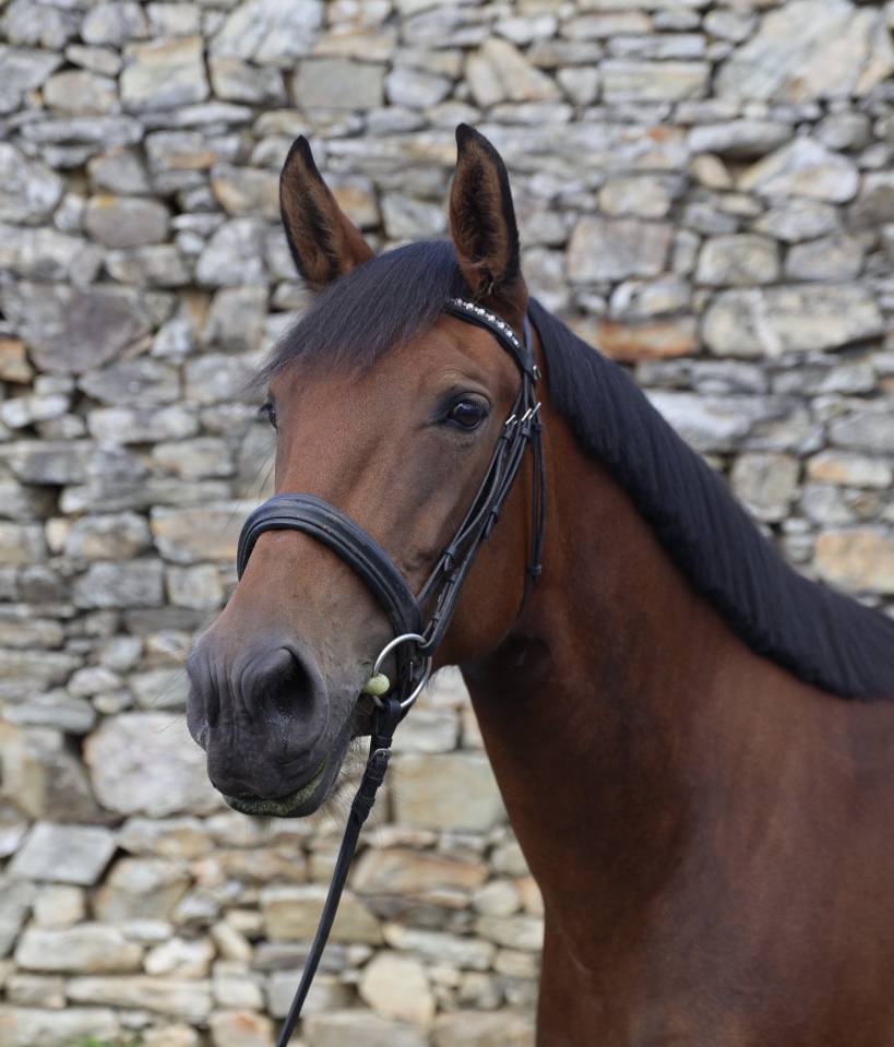 Jument type ibérique 