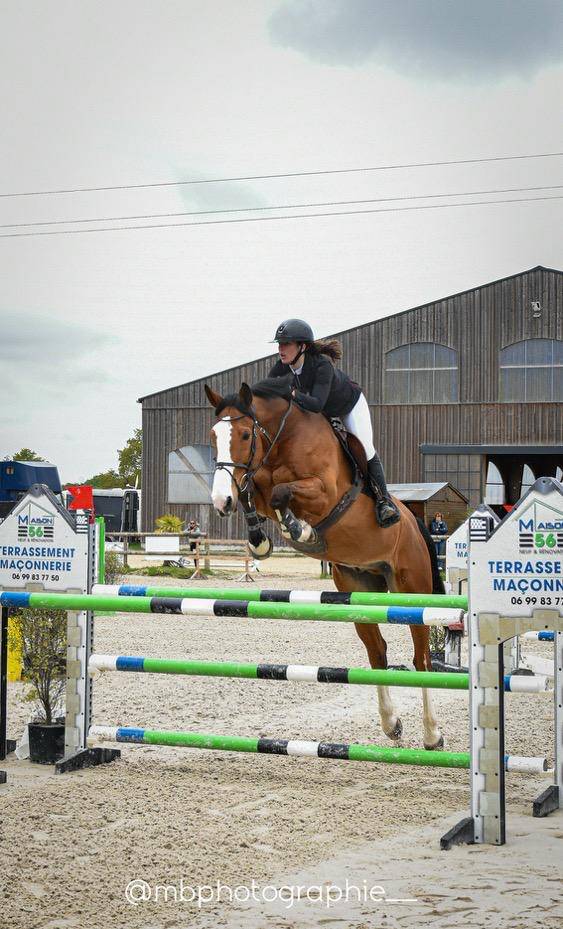 Cheval Hongre Cso amateur 