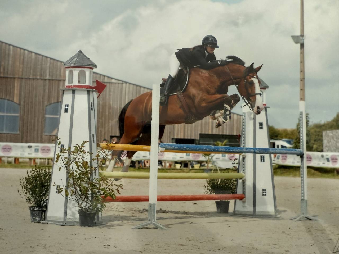 Cheval Hongre Cso amateur 