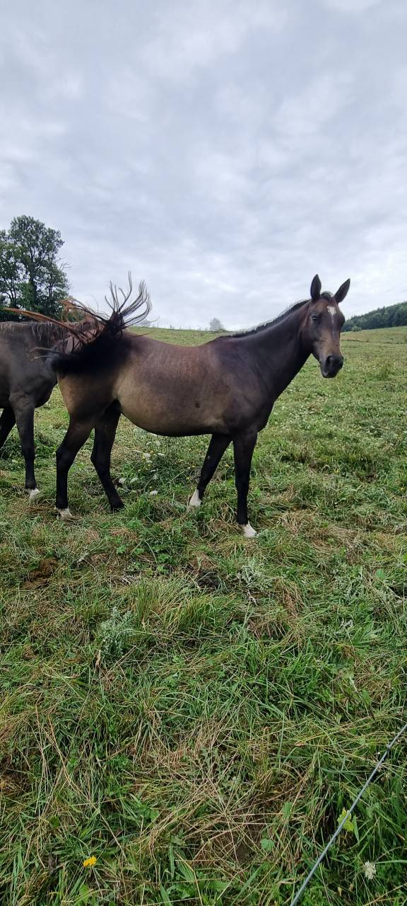 Rodabeh, Jument Akhal Téké