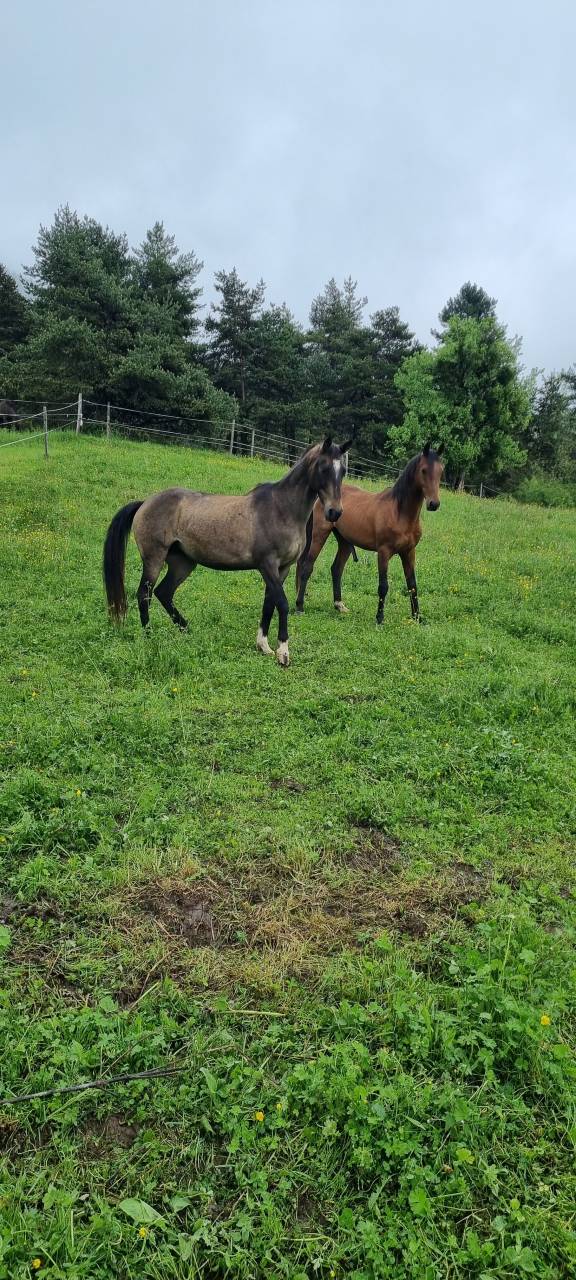 Rodabeh, Jument Akhal Téké