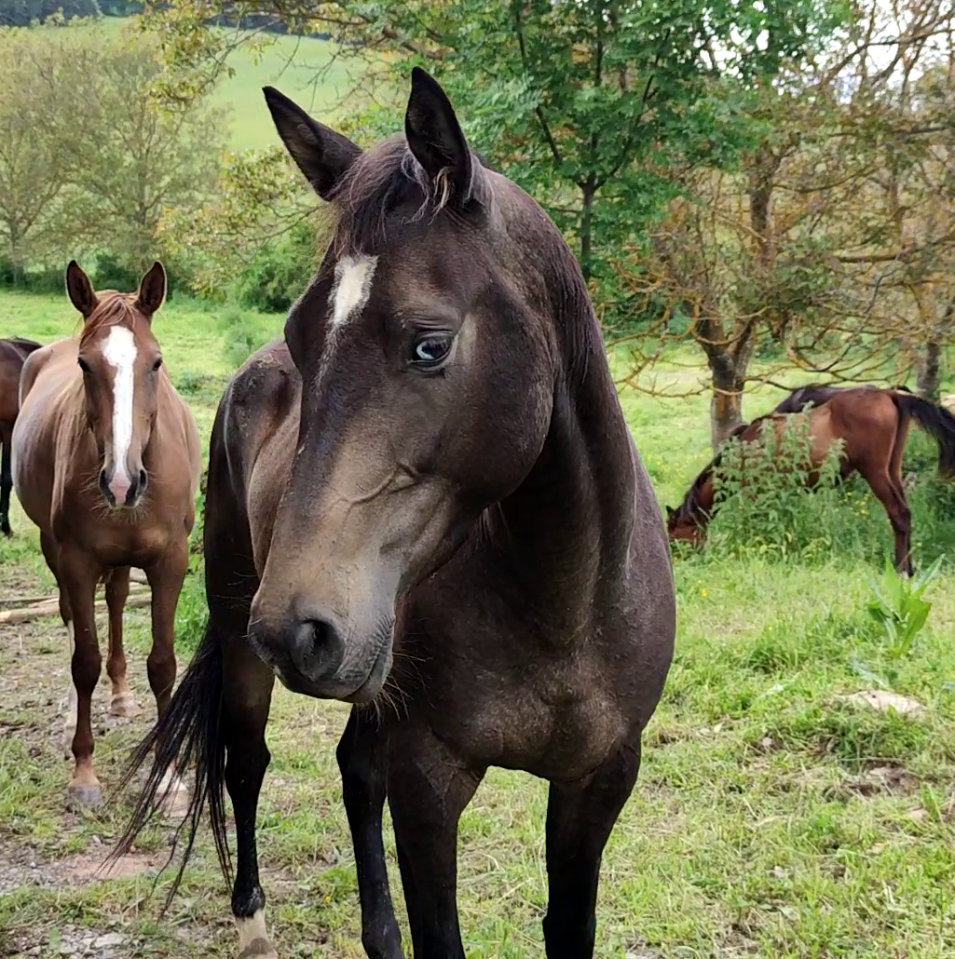 Rodabeh, Jument Akhal Téké