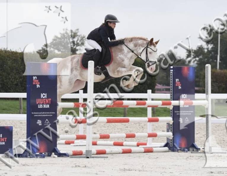 L'HILTON STALLION - étalon de sport de couleur