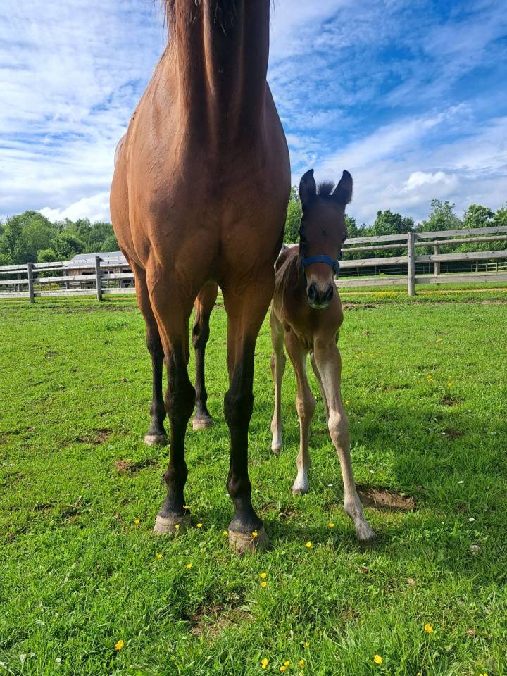 Toulouse de la vallée 