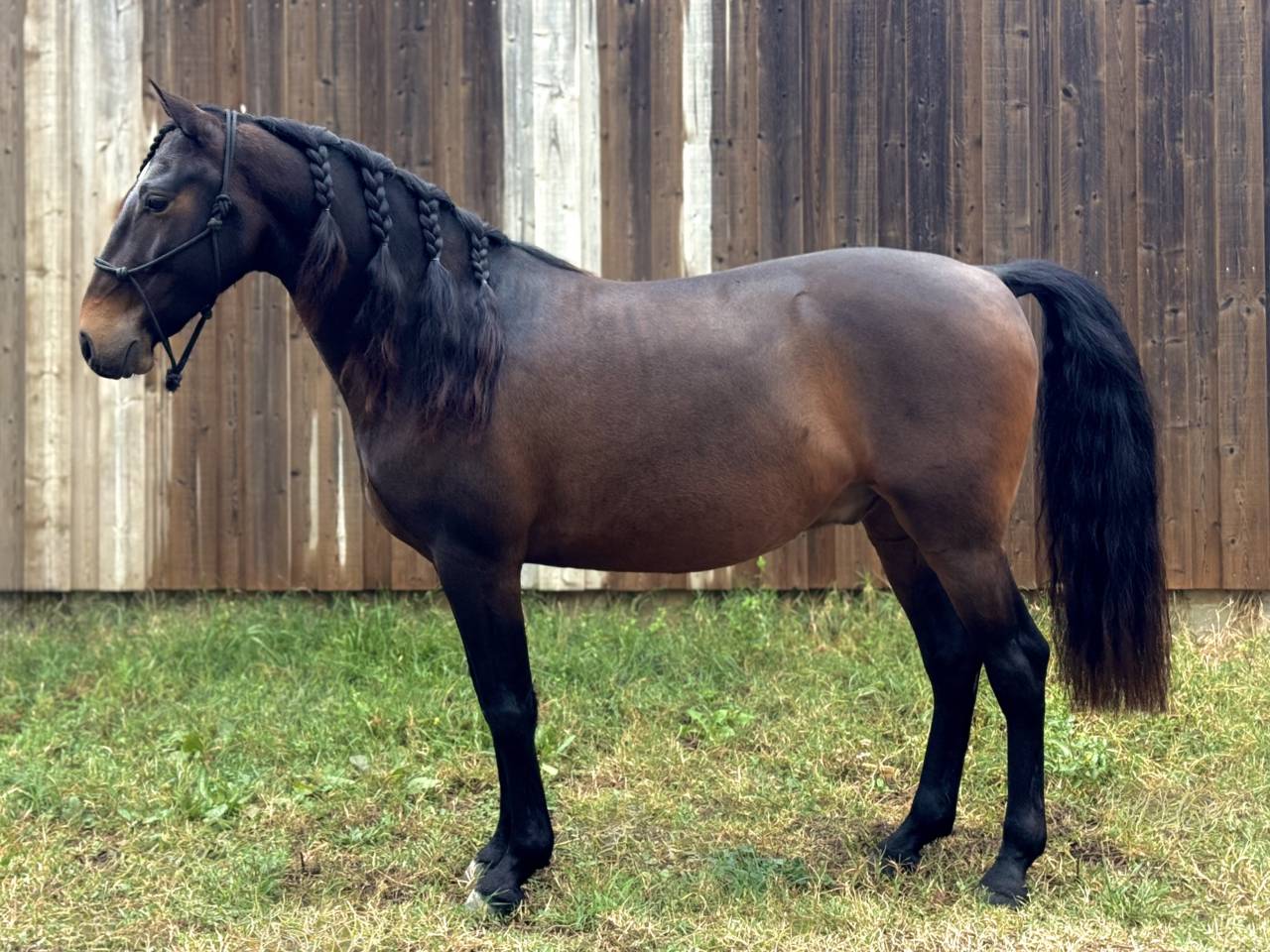 Cheval Lusitanien (Hongre de 8 ans)