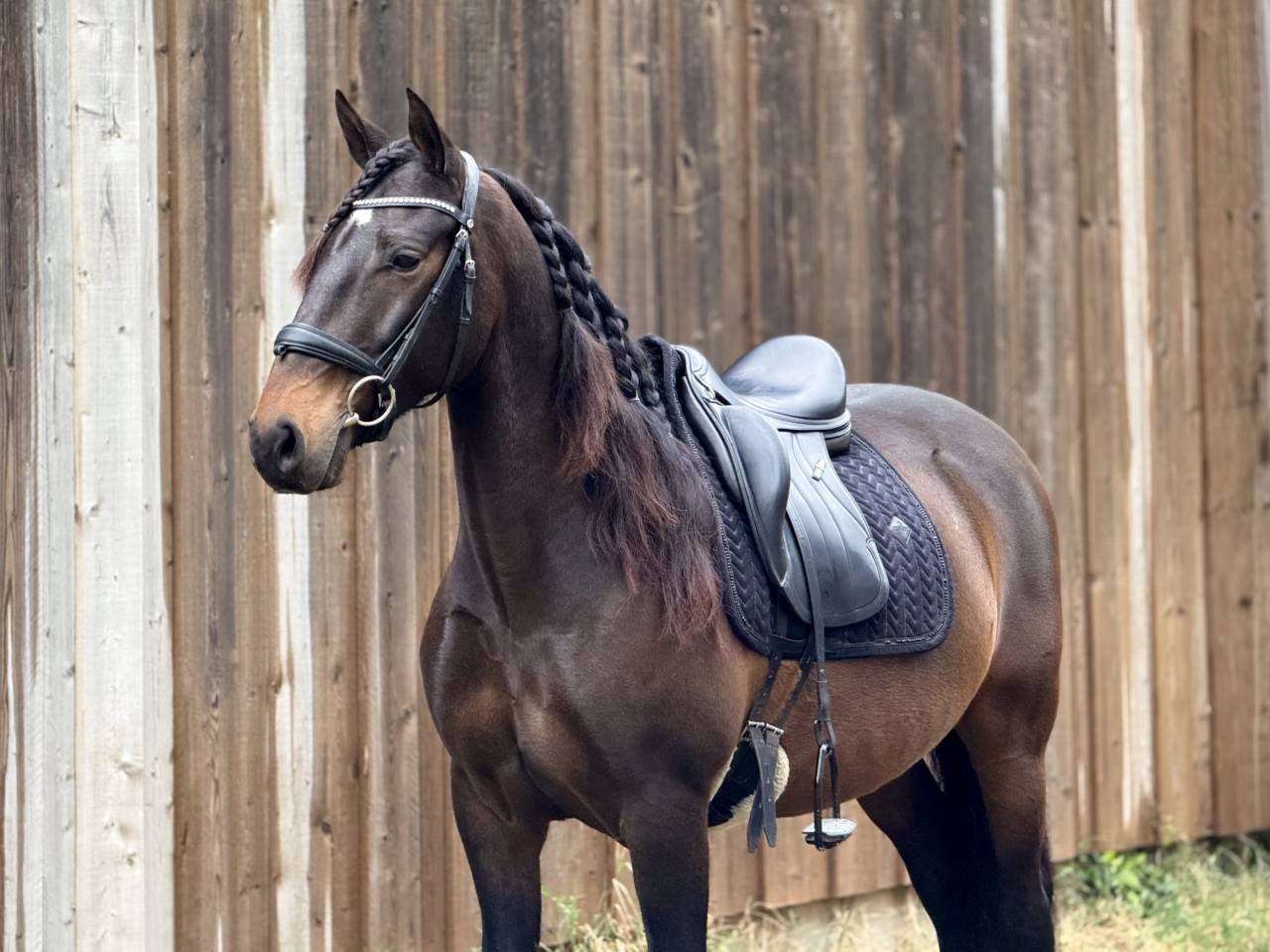 Cheval Lusitanien (Hongre de 8 ans)