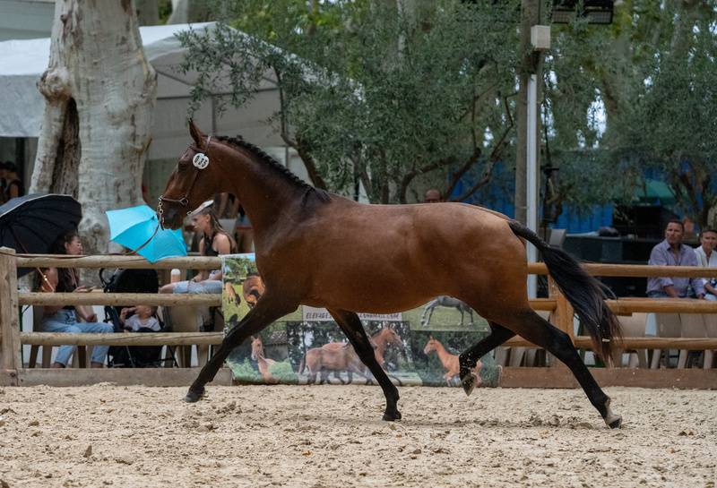 Vente PP lusitanien Hongre  3ans et demi