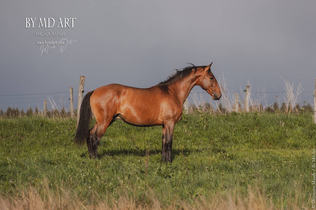 Vente PP lusitanien Hongre  3ans et demi