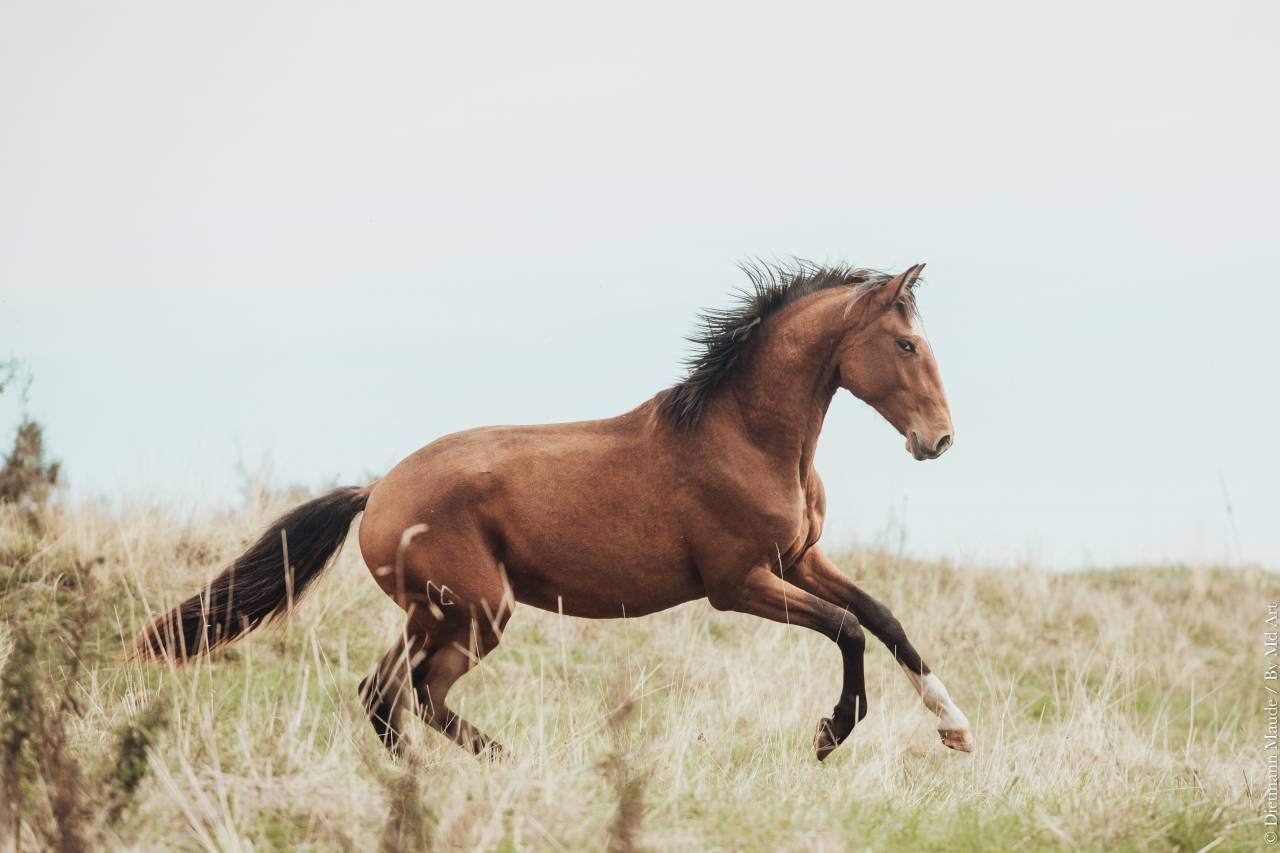 TRILHO D'ALAMBRE ENTIER PP LUSITANIEN 