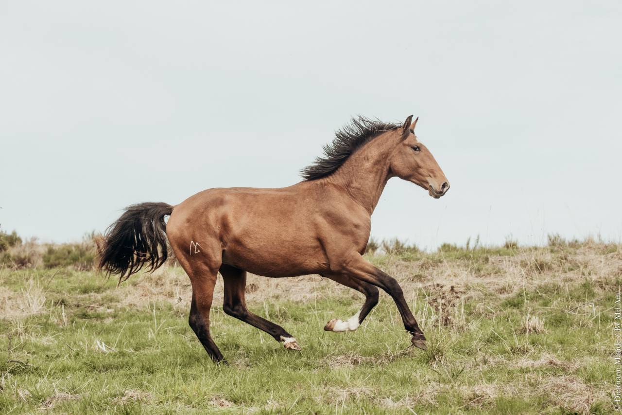 TRILHO D'ALAMBRE ENTIER PP LUSITANIEN 