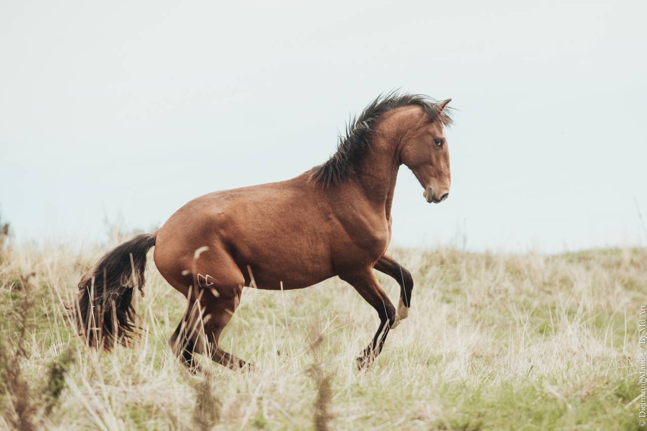 TRILHO D'ALAMBRE ENTIER PP LUSITANIEN 