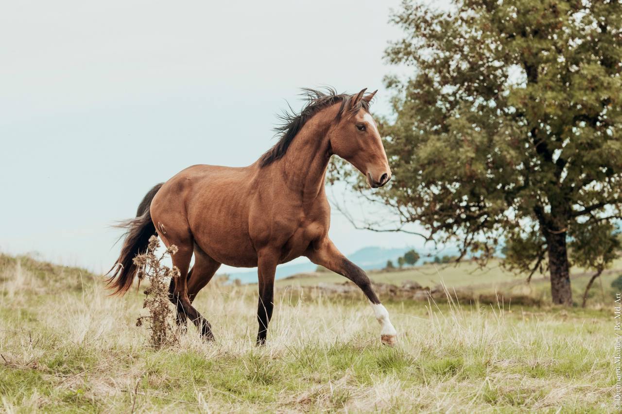 TRILHO D'ALAMBRE ENTIER PP LUSITANIEN 