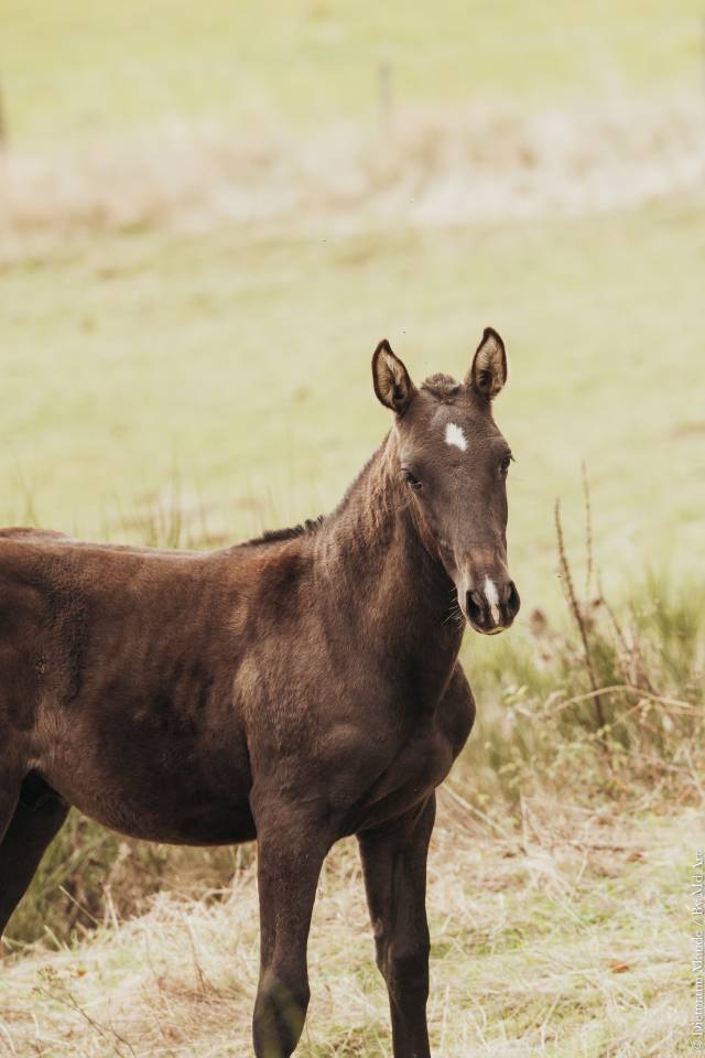 VULCAO D'ALAMBRE PP LUSITANIEN