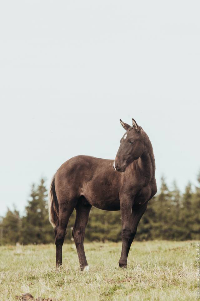 VULCAO D'ALAMBRE PP LUSITANIEN