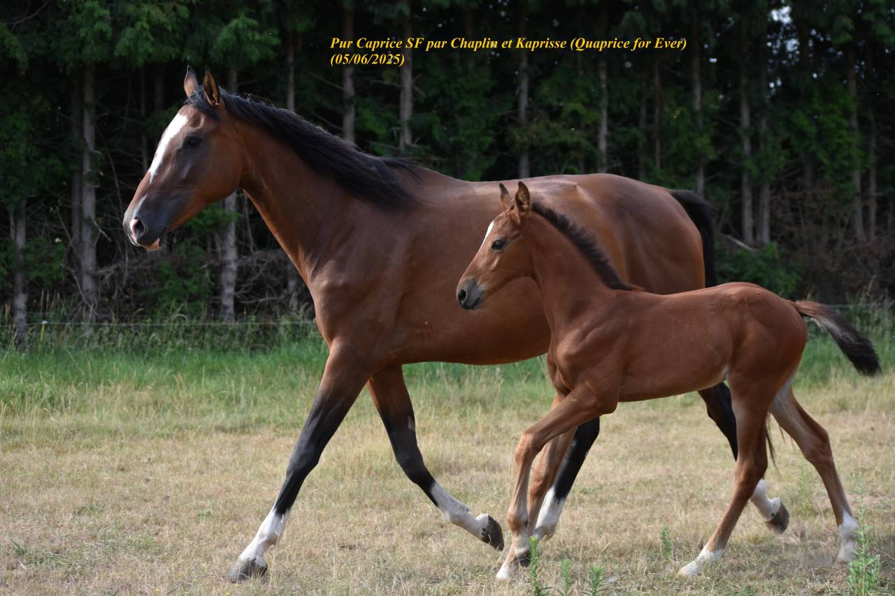 Poulain SF par Chaplin