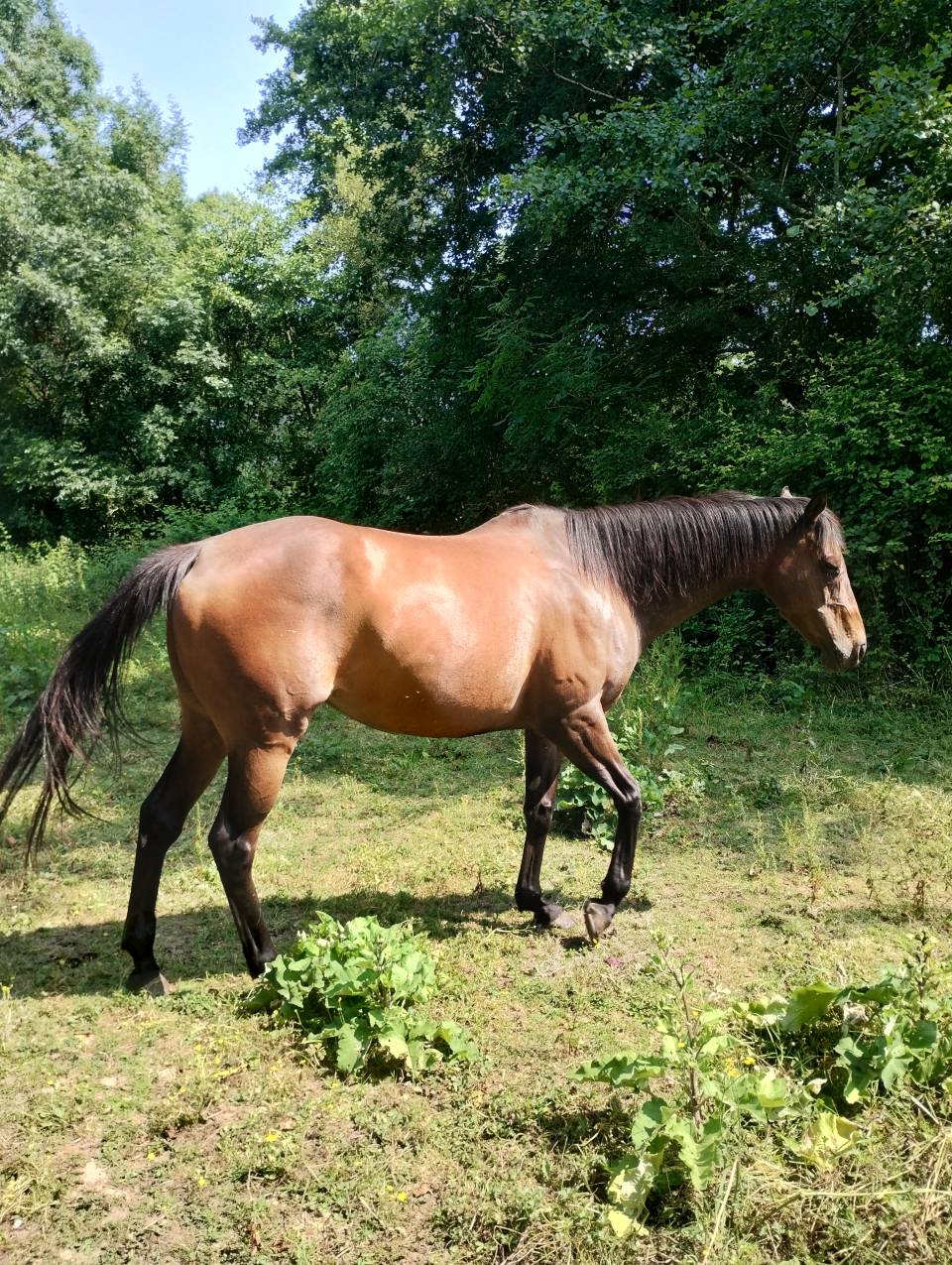 Pur sang mare 13 ans