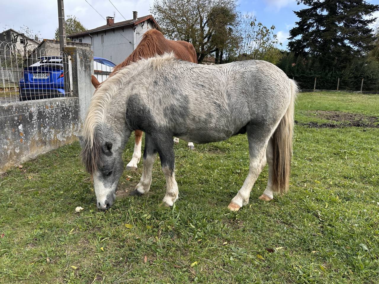 Nutella poney étalon pie papier OC