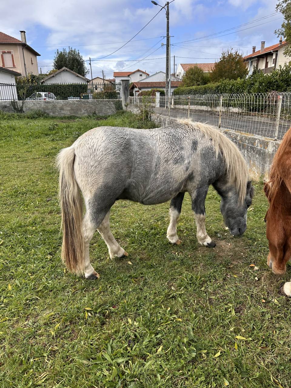 Nutella poney étalon pie papier OC