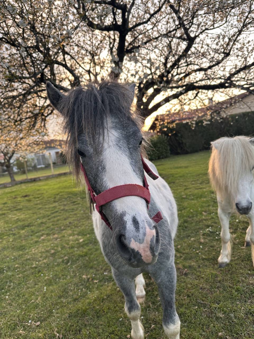 Nutella poney étalon pie papier OC