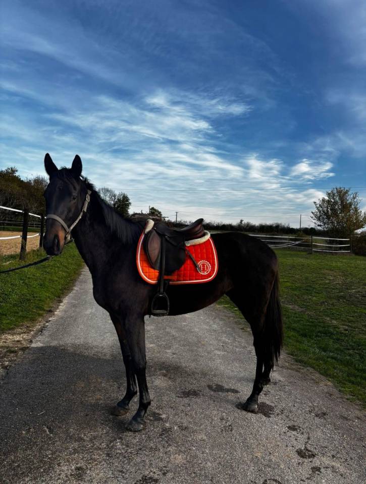 Cheval AQPS 4 ans typ&eacute; sport 