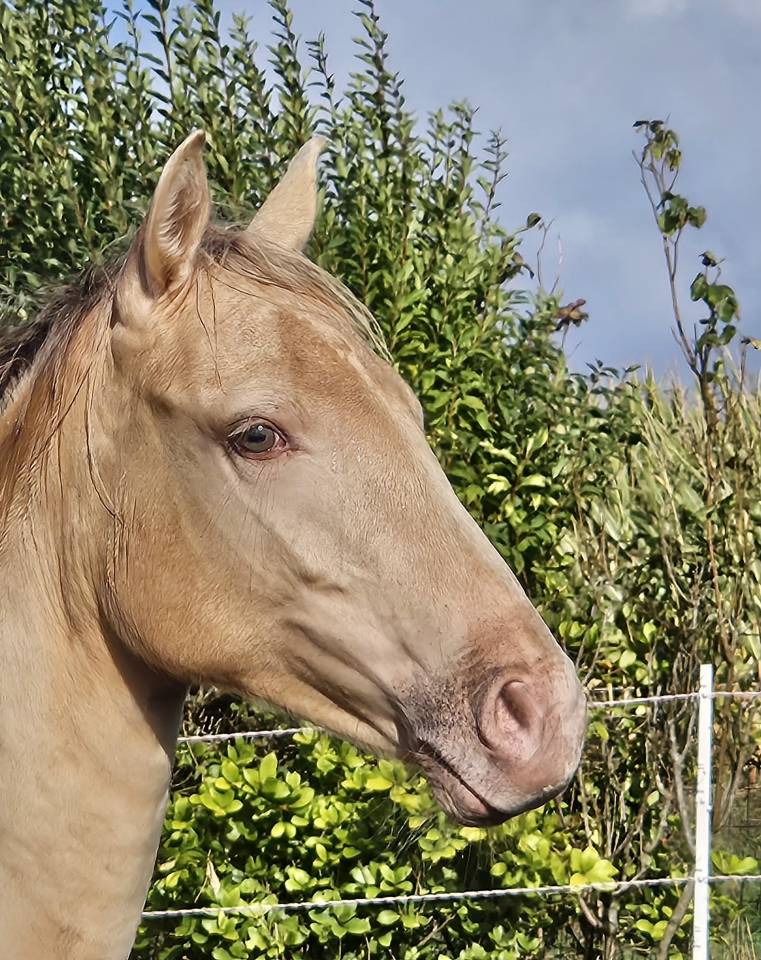 Pouliche champagne ambre 