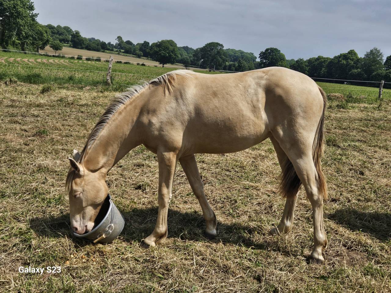 Pouliche champagne ambre 