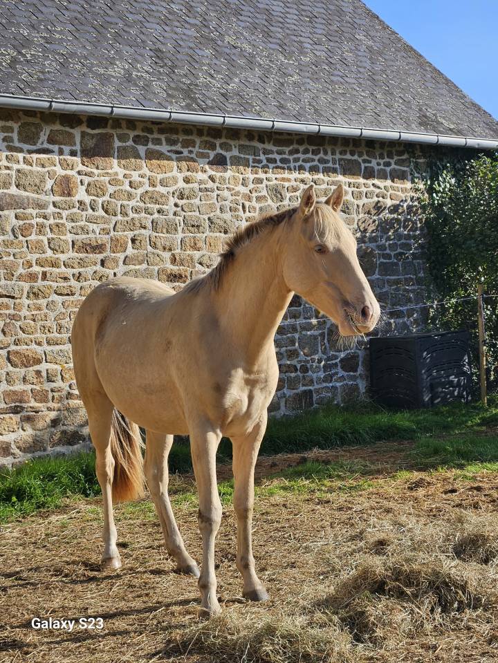 Pouliche champagne ambre 